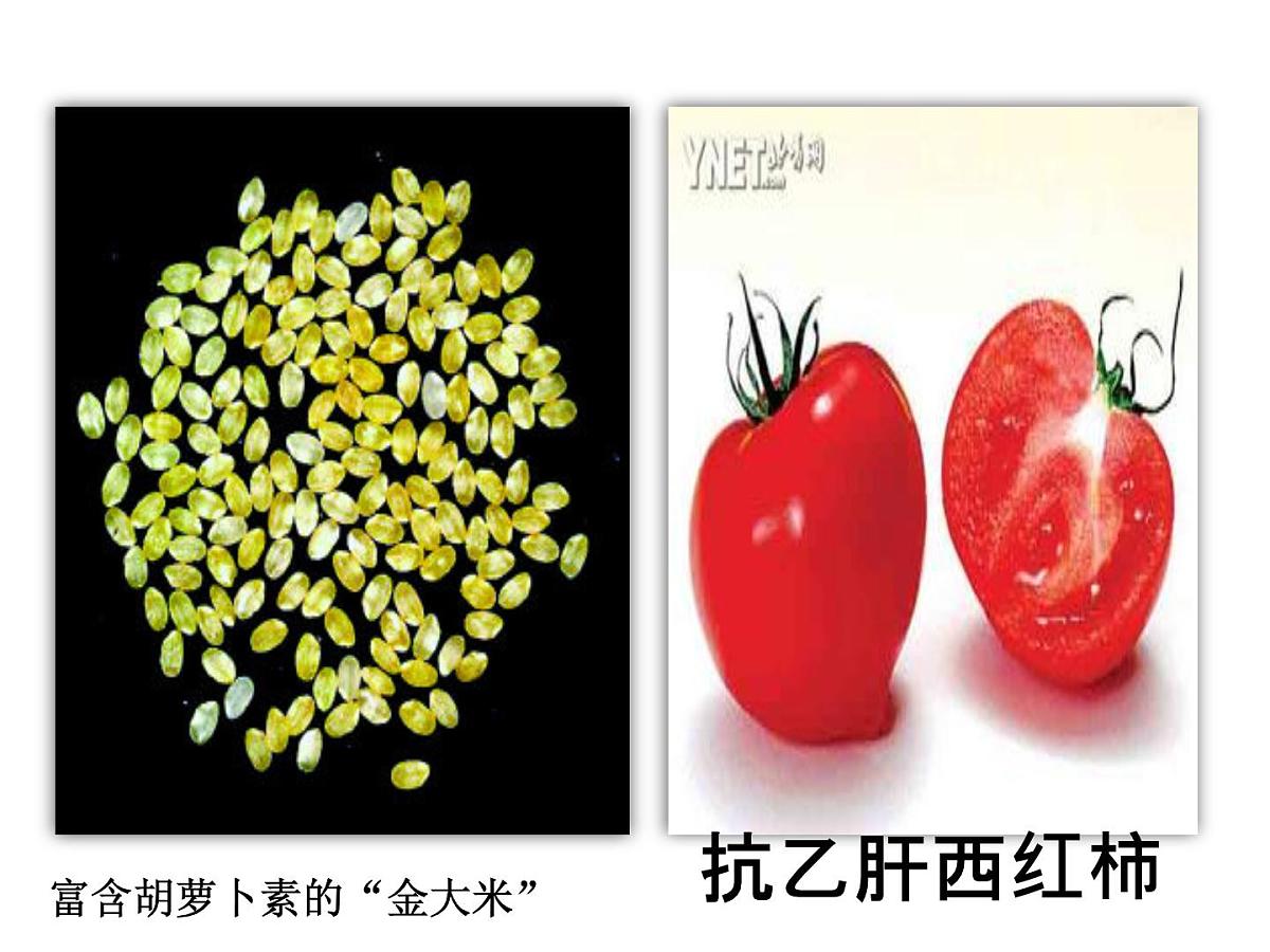 人教版 (新课标)高中生物选修3 4.1《转基因生物的安全性》课件第5页