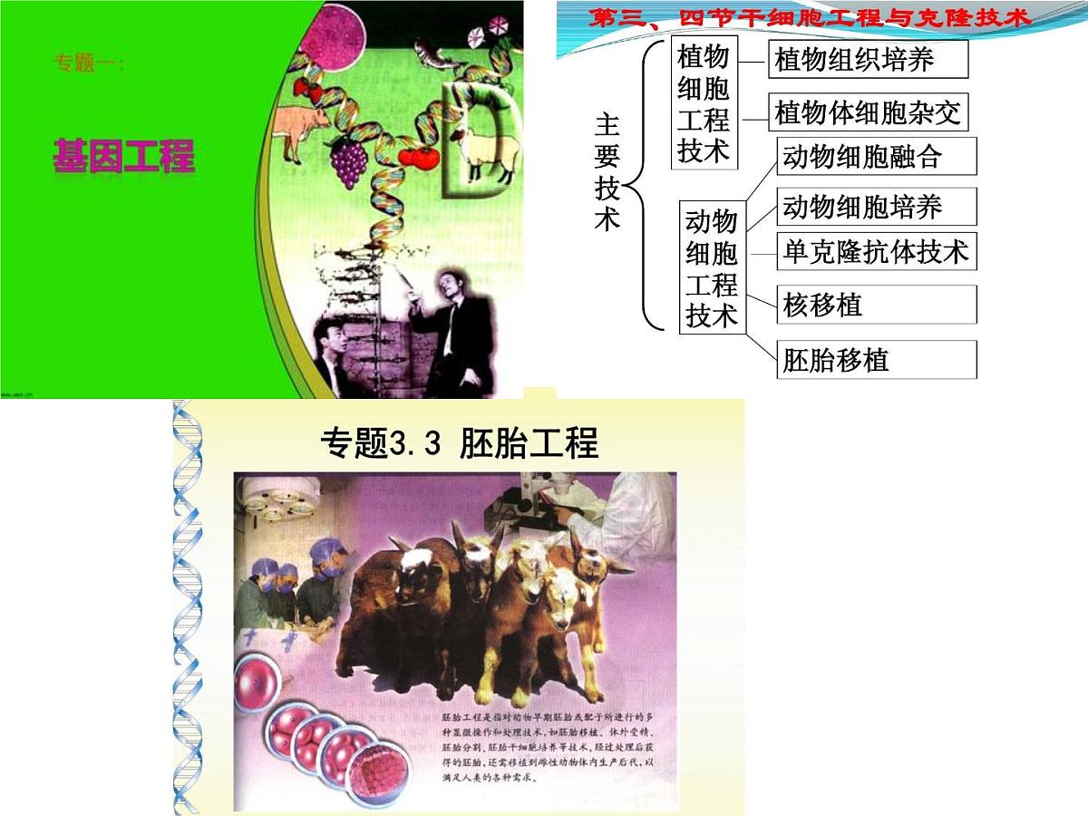 人教版 (新课标)高中生物选修3 4.2《关注生物技术的伦理问题》课件第3页