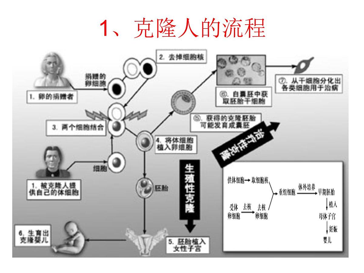 人教版 (新课标)高中生物选修3 4.2《关注生物技术的伦理问题》课件第6页