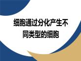 浙科版高中生物必修1 2-2《4-2 細(xì)胞通過分化產(chǎn)生不同類型的細(xì)胞》教學(xué)課件