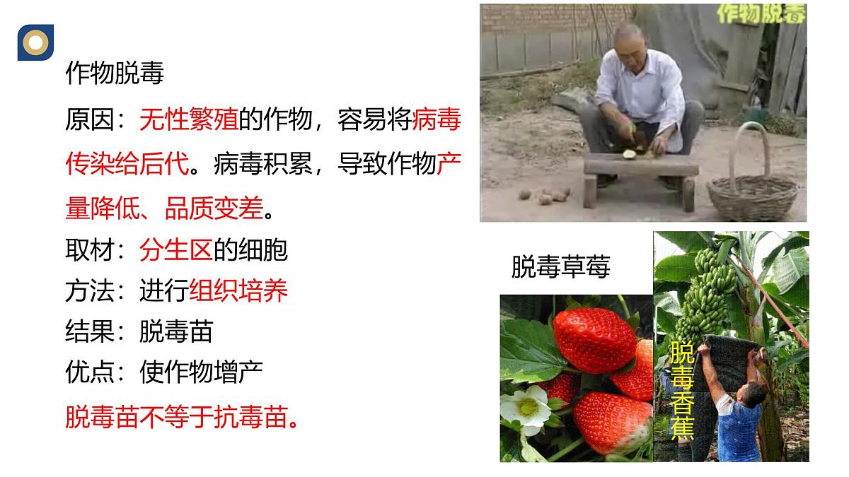 人教版高中生物 选修3《2-1 植物细胞工程的应用》教学课件2第3页