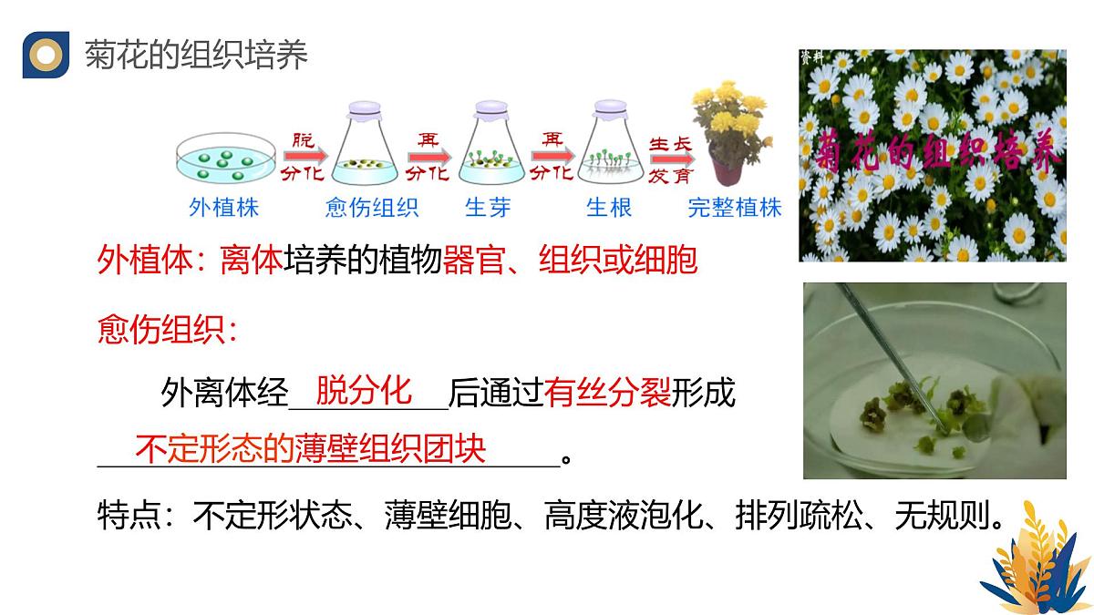人教版高中生物 选修3《2-1 植物细胞工程的基本技术》教学课件第5页