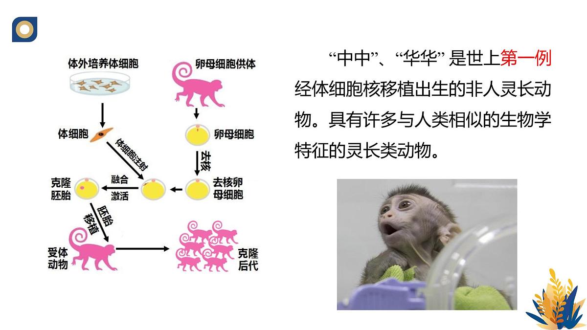 人教版高中生物 选修3《2-2 动物体细胞核移植技术与克隆动物》教学课件2第6页