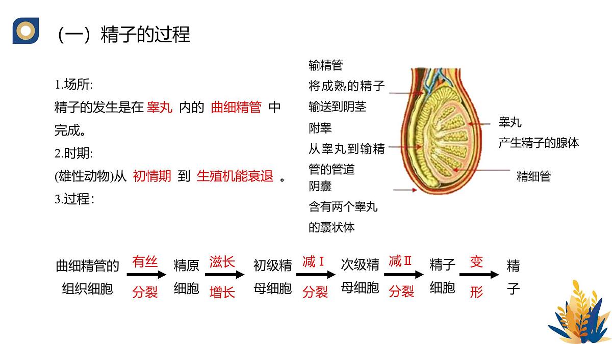 人教版高中生物 选修3《2-3 胚胎工程的理论基础》教学课件2第5页
