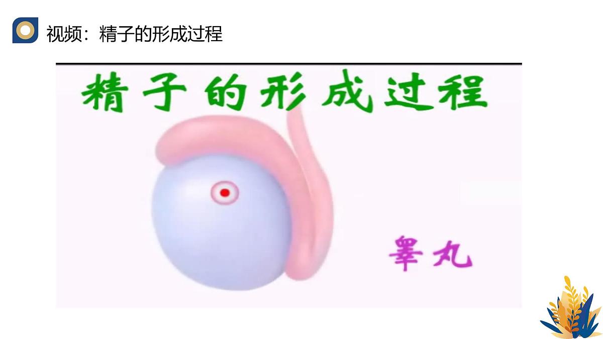 人教版高中生物 选修3《2-3 胚胎工程的理论基础》教学课件2第6页