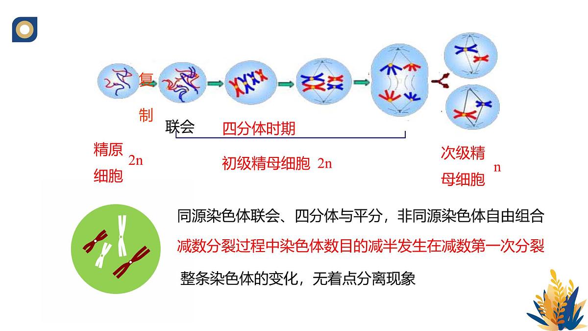 人教版高中生物 选修3《2-3 胚胎工程的理论基础》教学课件2第7页