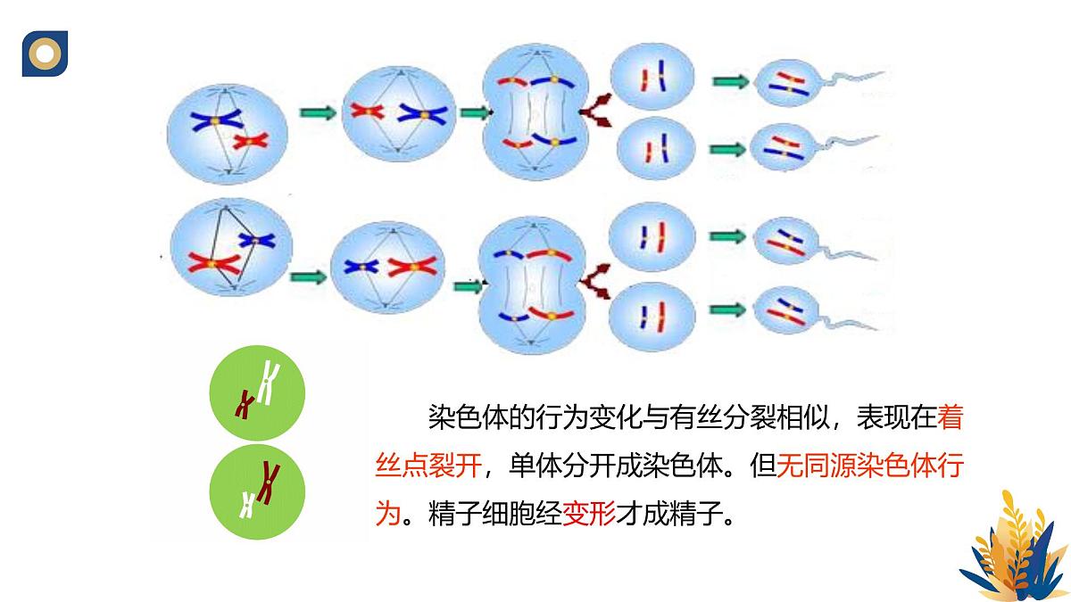 人教版高中生物 选修3《2-3 胚胎工程的理论基础》教学课件2第8页