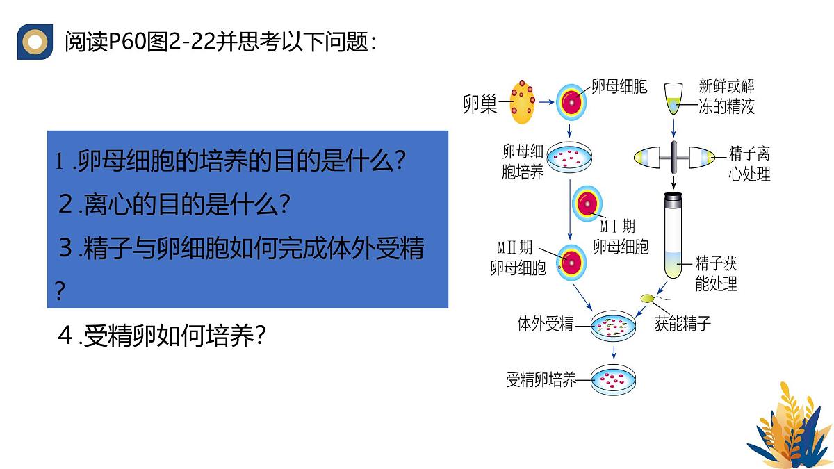 人教版高中生物 选修3《2-3 胚胎工程技术及其应用》课件第6页