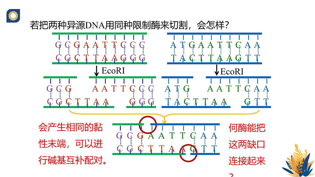 人教版高中生物 选修3《3-1 重组DNA技术的基本工具（第2课时）》教学课件第2页