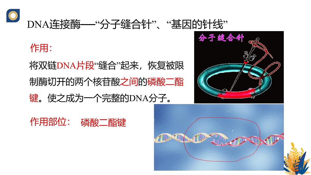 人教版高中生物 选修3《3-1 重组DNA技术的基本工具（第2课时）》教学课件第3页