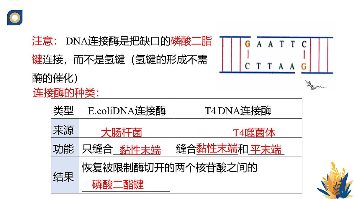 人教版高中生物 选修3《3-1 重组DNA技术的基本工具（第2课时）》教学课件第4页