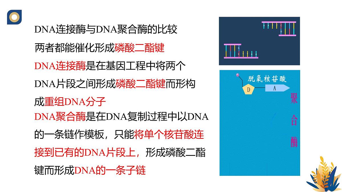 人教版高中生物 选修3《3-1 重组DNA技术的基本工具（第2课时）》教学课件第5页