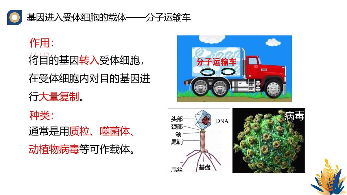 人教版高中生物 选修3《3-1 重组DNA技术的基本工具（第2课时）》教学课件第8页