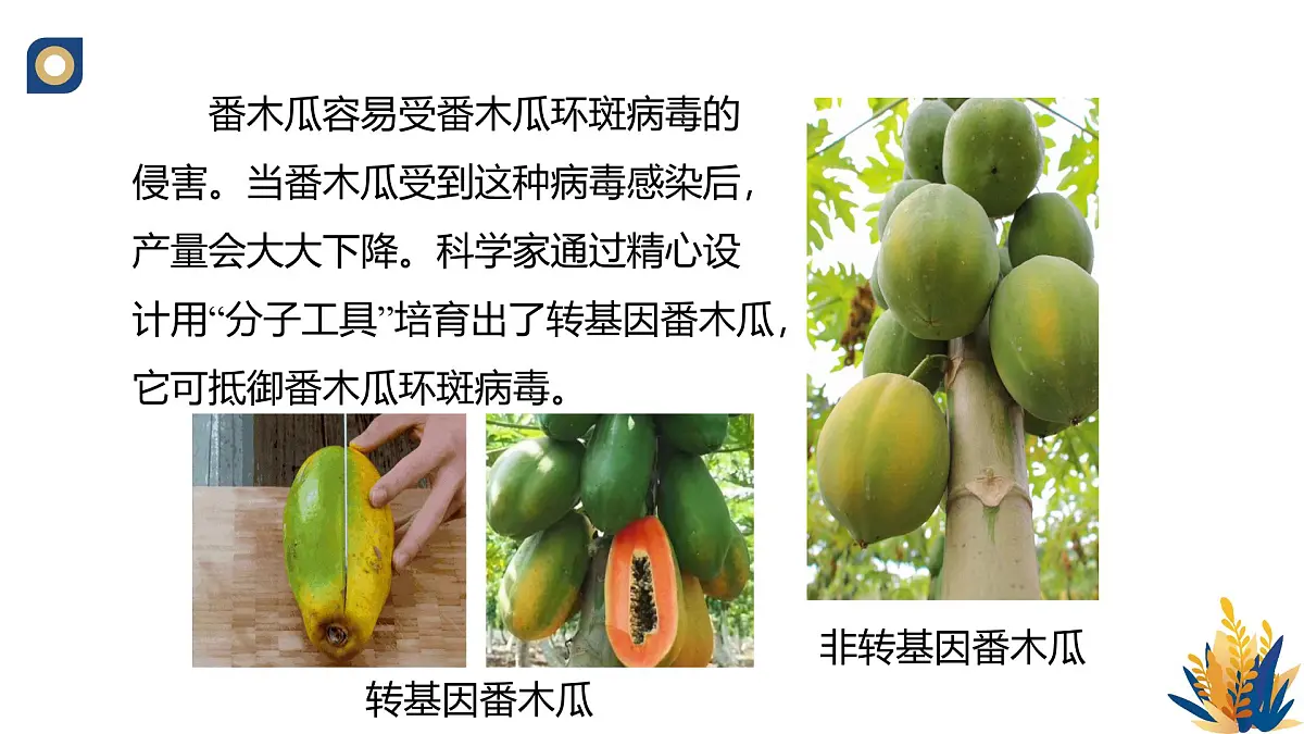 人教版高中生物 选修3《3-1 重组DNA技术的基本工具（第1课时）》教学课件2第2页