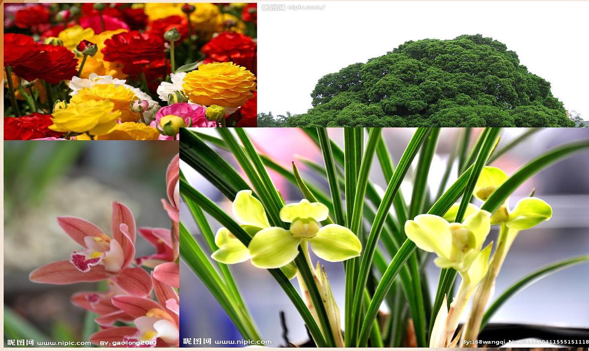 人教版 (新课标)高中生物选修3 2.1.1《植物细胞工程的基本技术》课件第2页