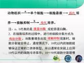 人教版 (新課標(biāo))高中生物選修3 2.2.1《動(dòng)物細(xì)胞培養(yǎng)和核移植技術(shù)》復(fù)習(xí)課件