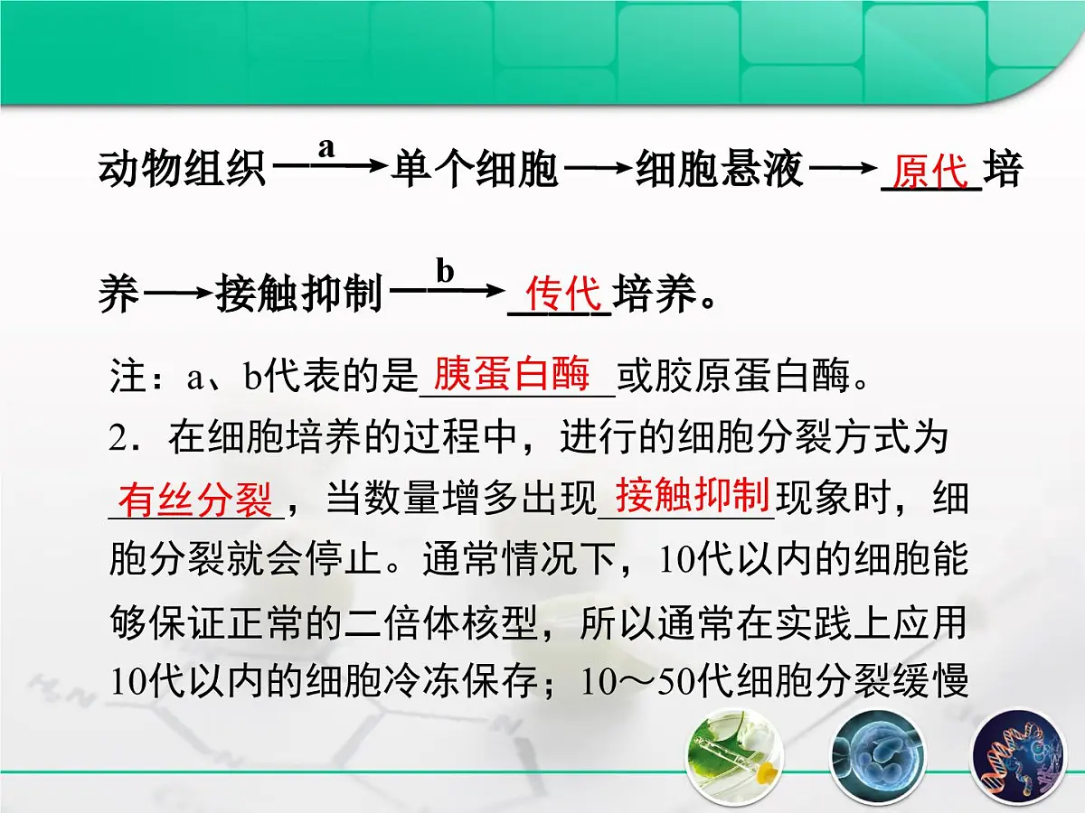 人教版 (新课标)高中生物选修3 2.2.1《动物细胞培养和核移植技术》复习课件第4页