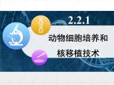 人教版 (新課標(biāo))高中生物選修3 2.2.1《動(dòng)物細(xì)胞培養(yǎng)和核移植技術(shù)》課件