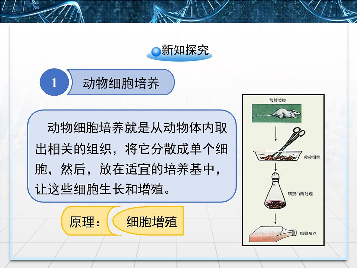 人教版 (新课标)高中生物选修3 2.2.1《动物细胞培养和核移植技术》课件第4页