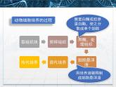 人教版 (新課標(biāo))高中生物選修3 2.2.1《動(dòng)物細(xì)胞培養(yǎng)和核移植技術(shù)》課件