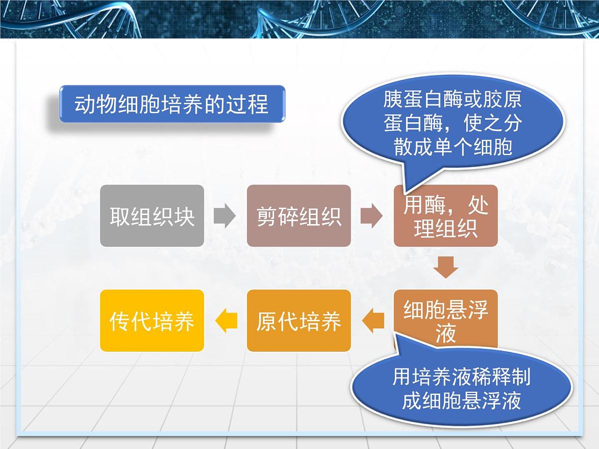 人教版 (新课标)高中生物选修3 2.2.1《动物细胞培养和核移植技术》课件第5页