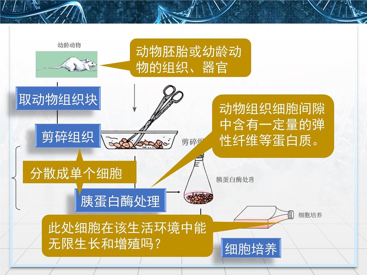 人教版 (新课标)高中生物选修3 2.2.1《动物细胞培养和核移植技术》课件第6页