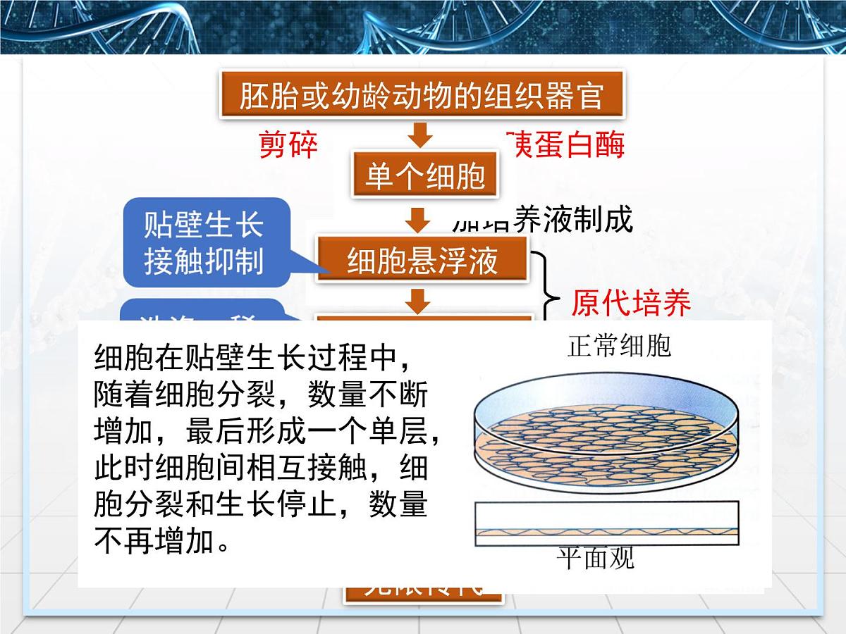 人教版 (新课标)高中生物选修3 2.2.1《动物细胞培养和核移植技术》课件第7页