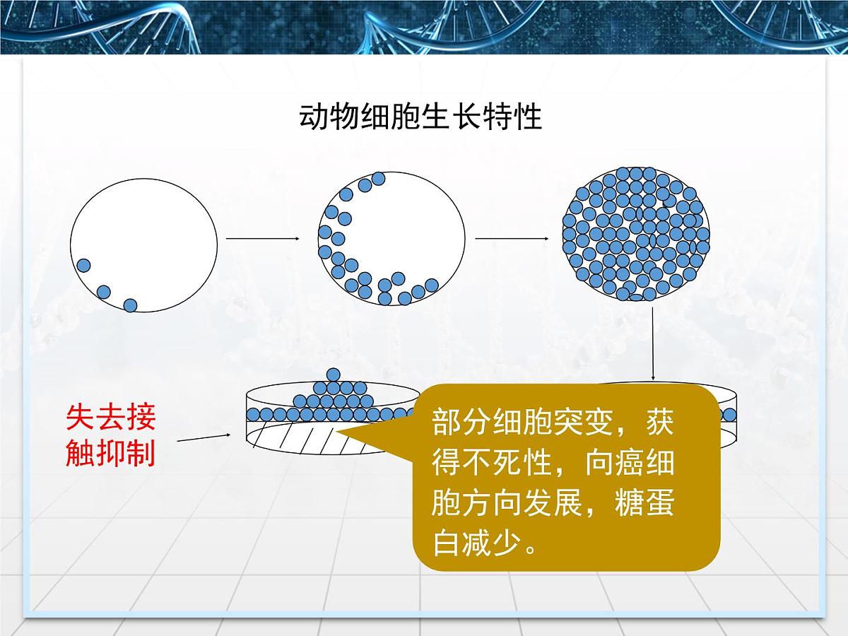人教版 (新课标)高中生物选修3 2.2.1《动物细胞培养和核移植技术》课件第8页