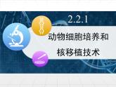 人教版 (新課標(biāo))高中生物選修3 2.2.1《動(dòng)物細(xì)胞培養(yǎng)和核移植技術(shù)》課件