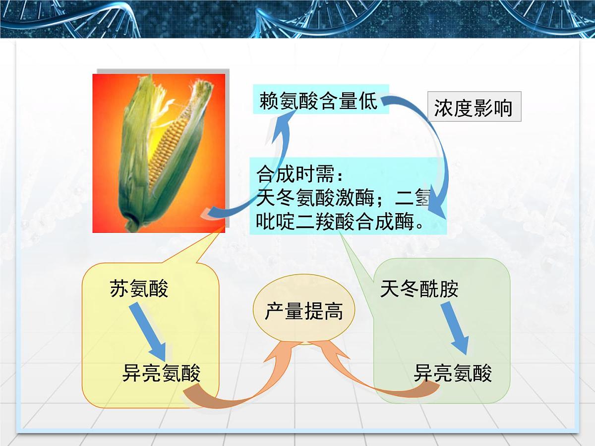 人教版 (新课标)高中生物选修3 1.4《蛋白质工程的崛起》课件第8页