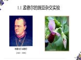 人教版高中生物必修2 1-1《孟德尔的豌豆杂交实验(一）》课时1 课件