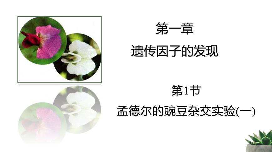 人教版高中生物必修2 1-1《孟德尔的豌豆杂交实验（一）》课时2 教学课件第1页