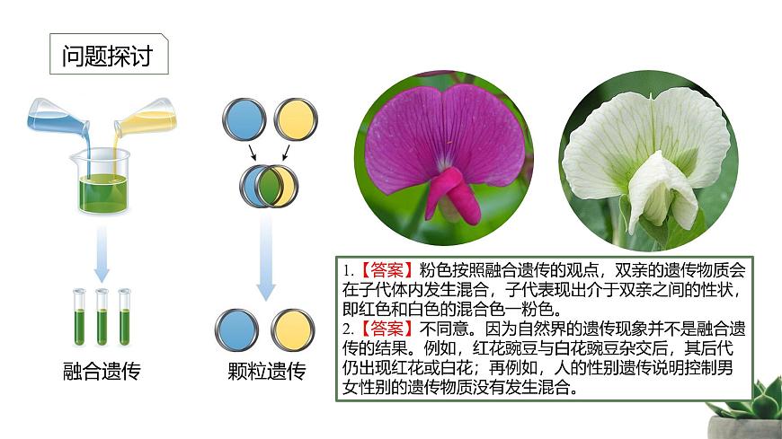 人教版高中生物必修2 1-1《孟德尔的豌豆杂交实验（一）》课时2 教学课件第3页