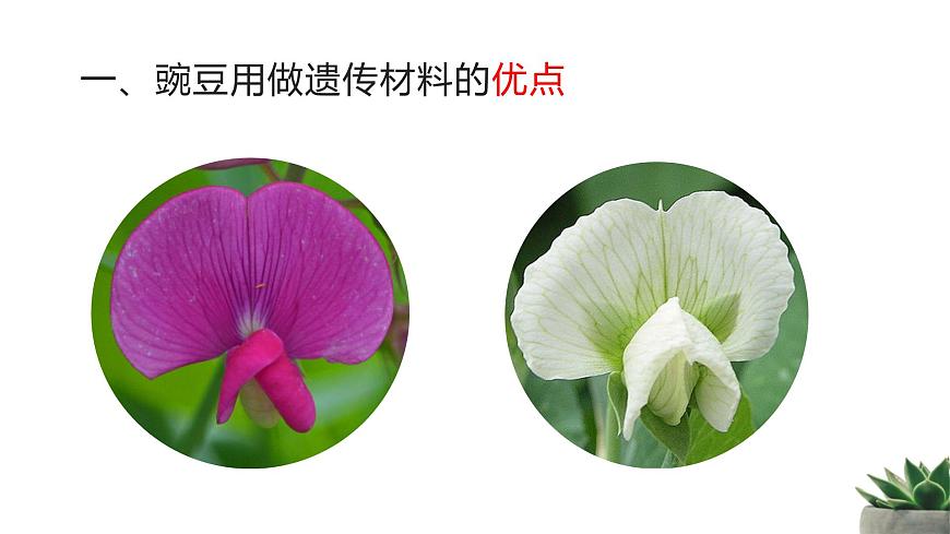 人教版高中生物必修2 1-1《孟德尔的豌豆杂交实验（一）》课时2 教学课件第4页