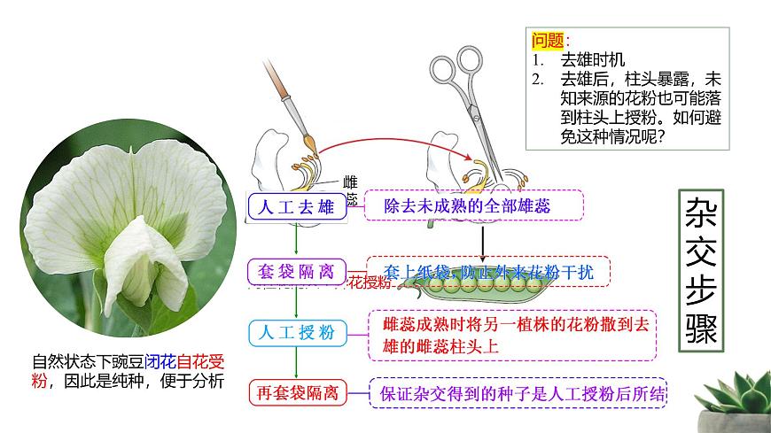 人教版高中生物必修2 1-1《孟德尔的豌豆杂交实验（一）》课时2 教学课件第5页