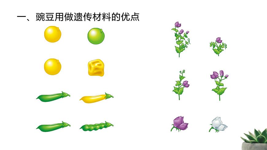 人教版高中生物必修2 1-1《孟德尔的豌豆杂交实验（一）》课时2 教学课件第6页