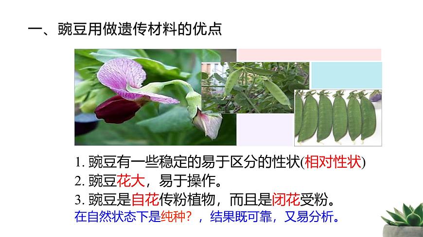 人教版高中生物必修2 1-1《孟德尔的豌豆杂交实验（一）》课时2 教学课件第7页