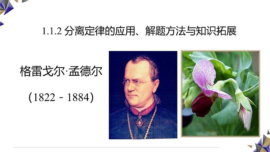 人教版高中生物必修2 1-1《孟德尔的豌豆杂交实验（一）》课时2 课件第1页