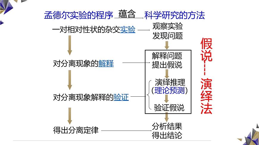人教版高中生物必修2 1-1《孟德尔的豌豆杂交实验（一）》课时2 课件第5页