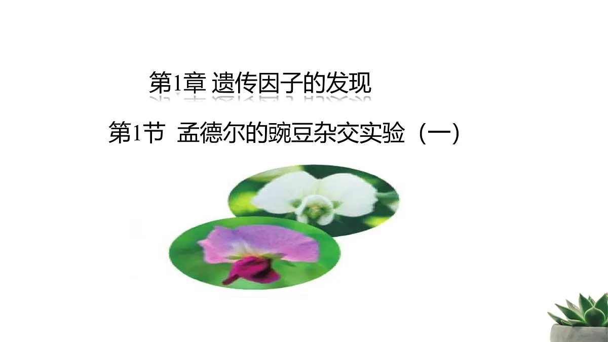人教版高中生物必修2 1-1《孟德尔的豌豆杂交试验（一）》 课时1 教学课件第1页