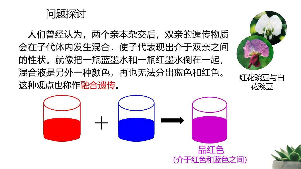 人教版高中生物必修2 1-1《孟德尔的豌豆杂交试验（一）》 课时1 教学课件第3页