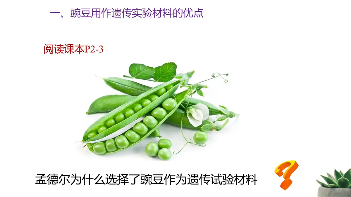 人教版高中生物必修2 1-1《孟德尔的豌豆杂交试验（一）》 课时1 教学课件第6页