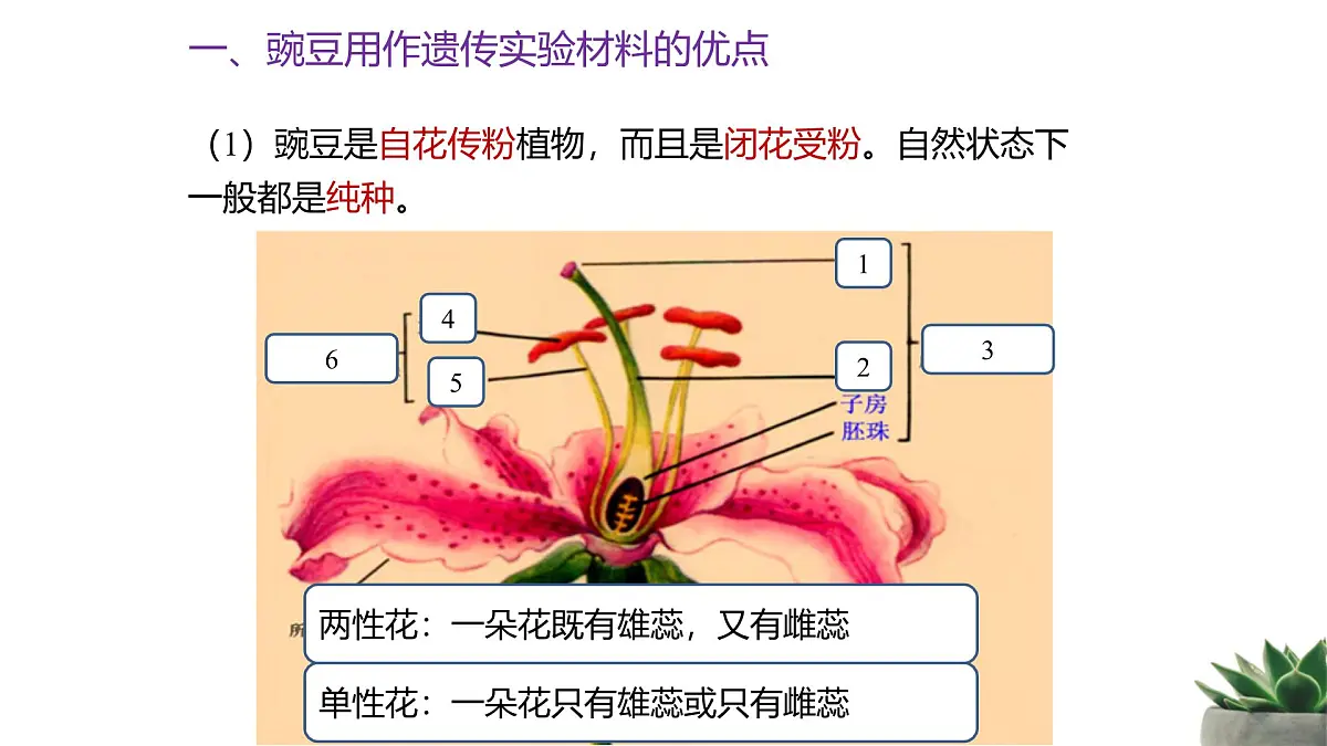 人教版高中生物必修2 1-1《孟德尔的豌豆杂交试验（一）》 课时1 教学课件第7页