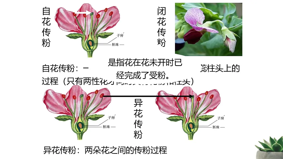 人教版高中生物必修2 1-1《孟德尔的豌豆杂交试验（一）》 课时1 教学课件第8页
