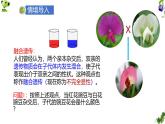 人教版高中生物必修2 1-1《孟德尔豌豆杂交实验(一)》课时1 课件