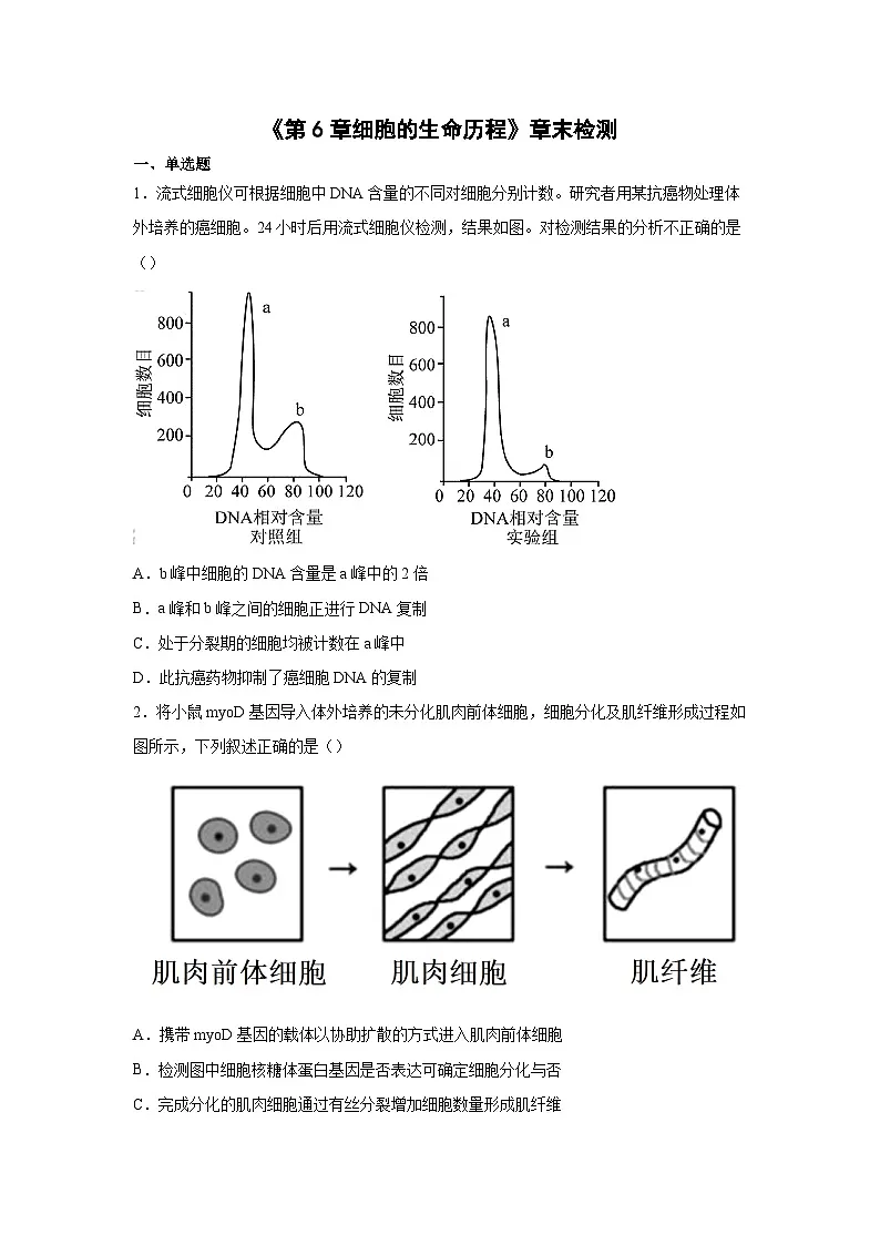 人教版高中生物必修1《第6章细胞的生命历程》章末检测 无答案第1页