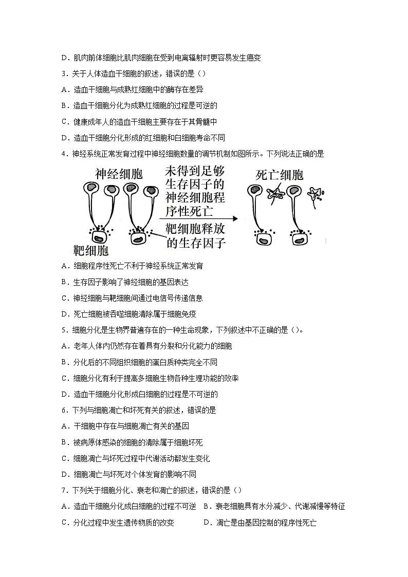 人教版高中生物必修1《第6章细胞的生命历程》章末检测 无答案第2页