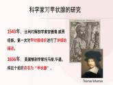 浙科版高中生物必修1 第三章《甲狀腺激素對發(fā)育與代謝的調(diào)節(jié)》課件