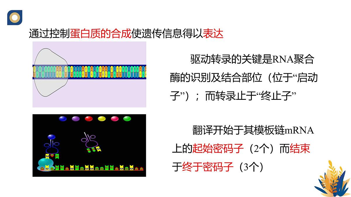 人教版高中生物 选修3《3-2 基因工程的操作程序（第1课时）》教学课件第6页
