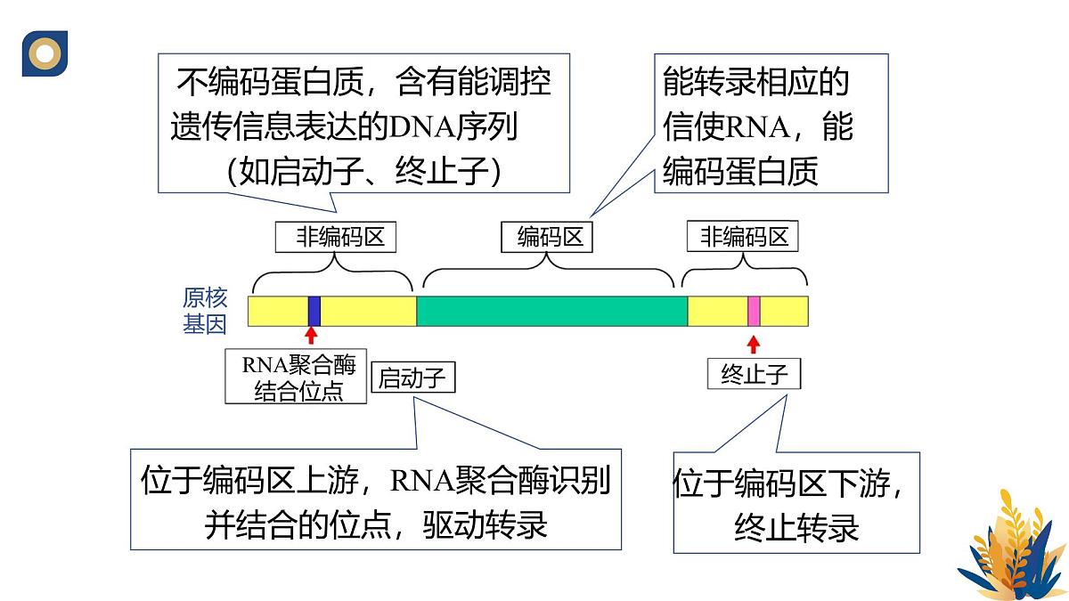 人教版高中生物 选修3《3-2 基因工程的操作程序（第1课时）》教学课件第7页